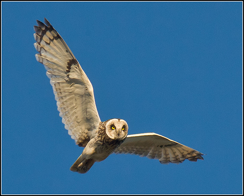 owl